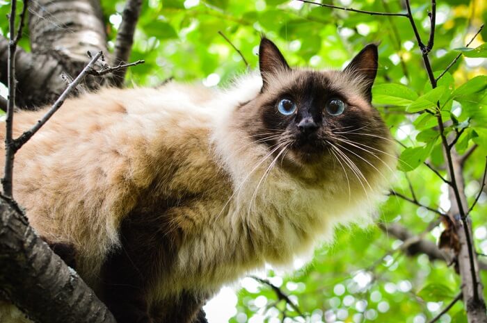 Ein Foto einer anmutigen Balinesenkatze, das ihr luxuriöses Fell und ihr kultiviertes Wesen hervorhebt.