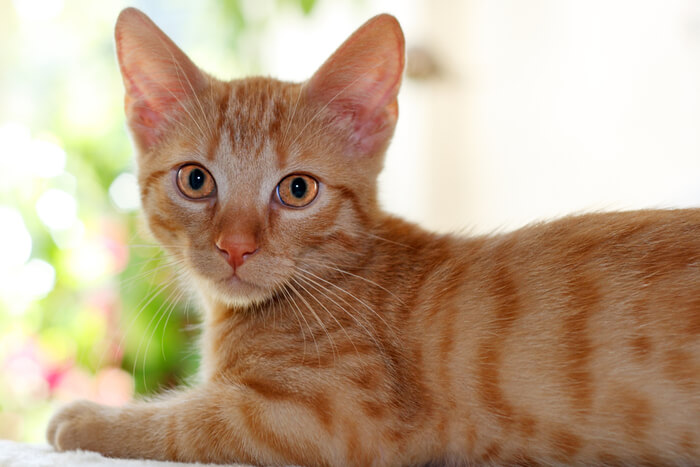 Orange Katze sitzt und blickt aufmerksam