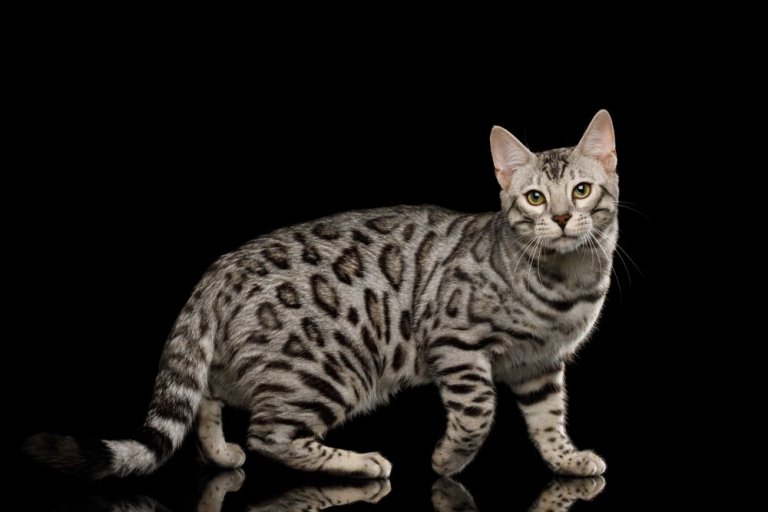 About the Bengalkatze Cat