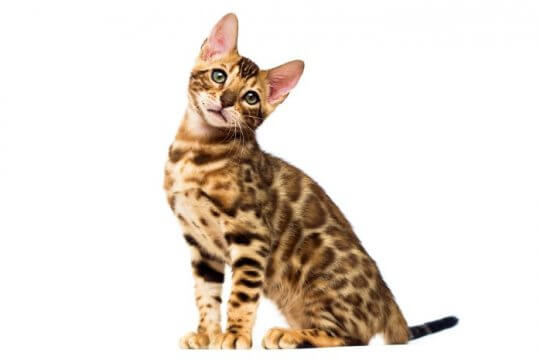 Bengalkatze