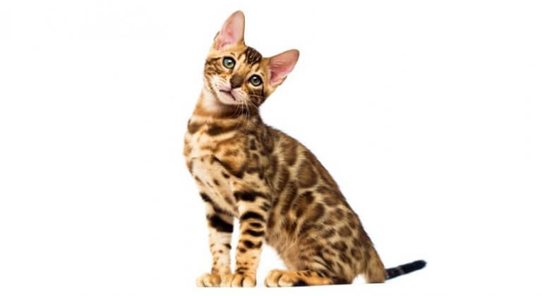 Bengalkatze