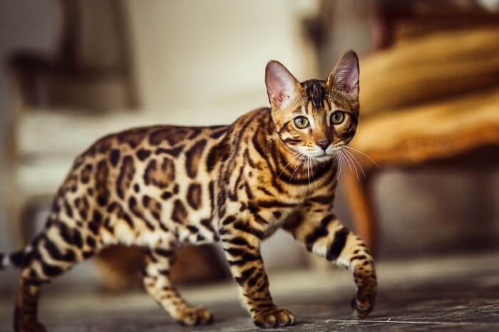 Bengalkatze