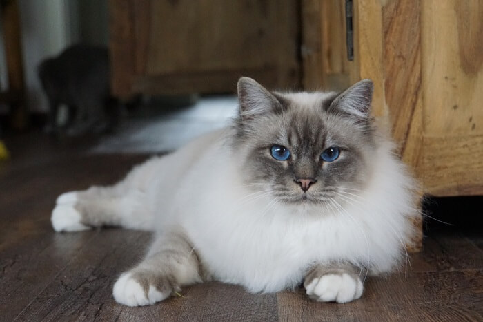 Ein Bild, das das majestätische Wesen einer Birma-Katze einfängt und ihr markantes Erscheinungsbild und ihr gelassenes Wesen zur Schau stellt.