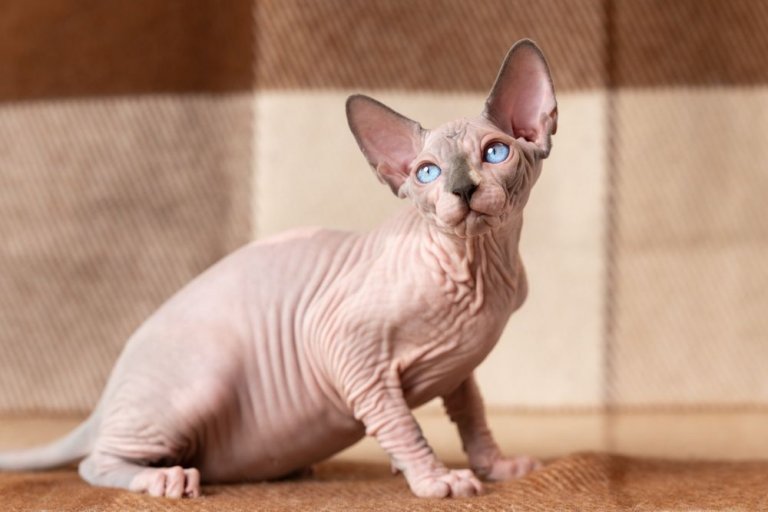 About the Sphynx-Katze Cat