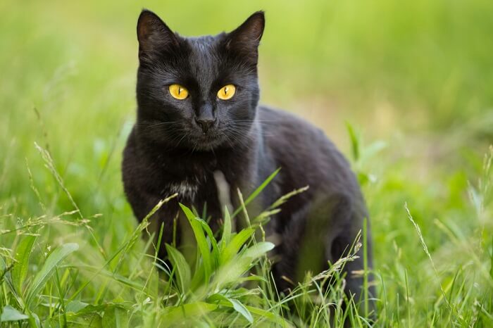 Ein Bild, das das faszinierende Wesen einer Bombay-Katze einfängt