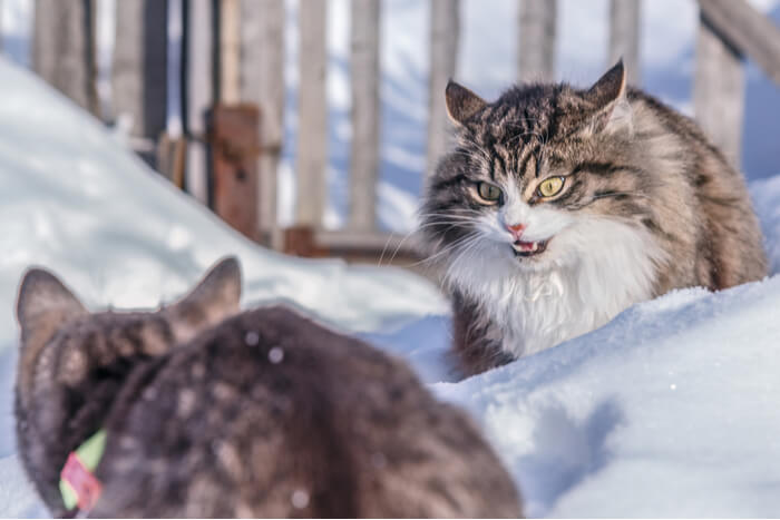 Katzen kämpfen im Schnee