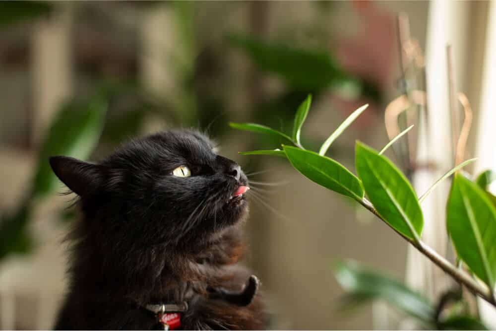 Katze kaut an Zimmerpflanze