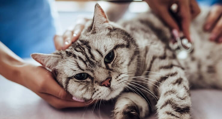 Ein Bild, das eine Katze zeigt, die beim Tierarzt eine umfassende Untersuchung durchführt.