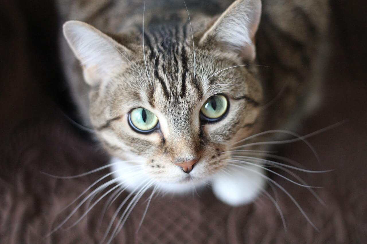 Eine Katze, die direkt in die Kamera blickt, den Betrachter einbezieht und ihren fesselnden Blick zeigt