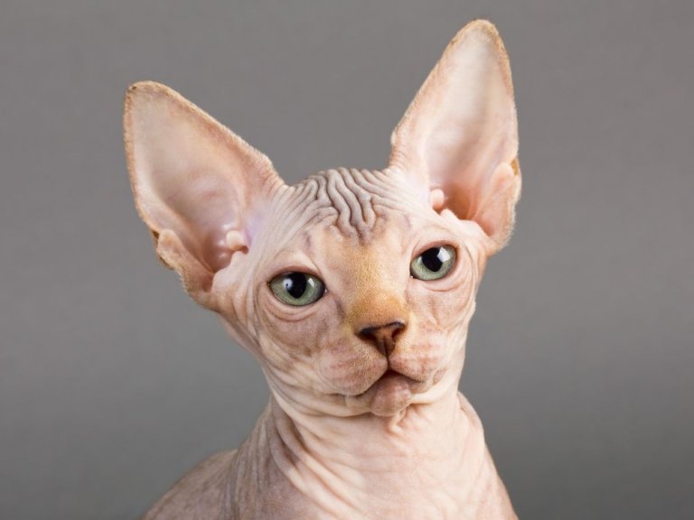 Sphynx-Katze Cat Care