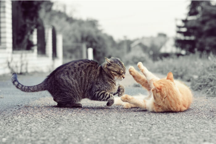 Katzen, eingefangen in einem Moment der Interaktion, was die Frage aufwirft, ob sie kämpfen oder spielen, und die Komplexität des Katzenverhaltens verdeutlicht.