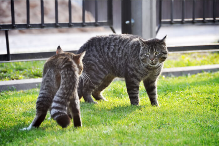 Ein Bild, das einen angespannten Moment zwischen zwei Katzen auf einem grünen Rasen zeigt.