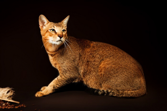 Die 10 größten Hauskatzenrassen - Cats.com