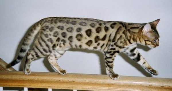 Gepard Cat Care