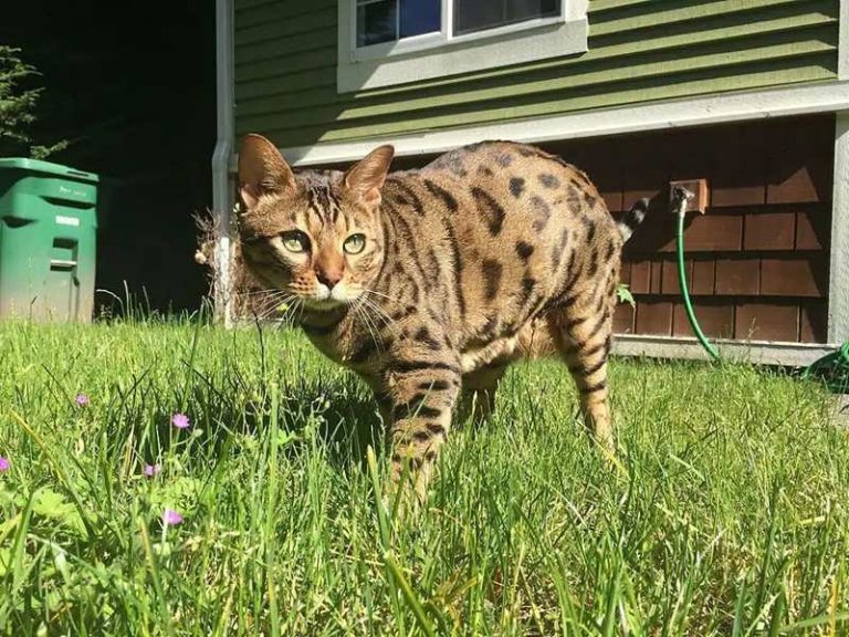 Gepard Katzengeschichte