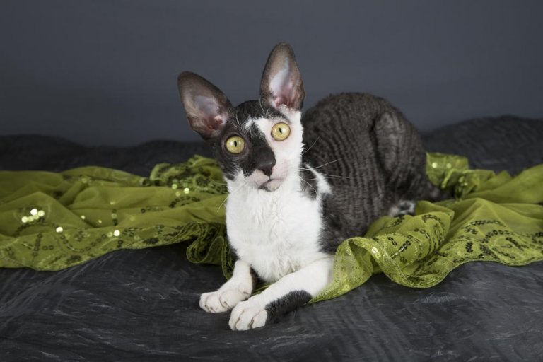 Cornish Rex Katzengeschichte