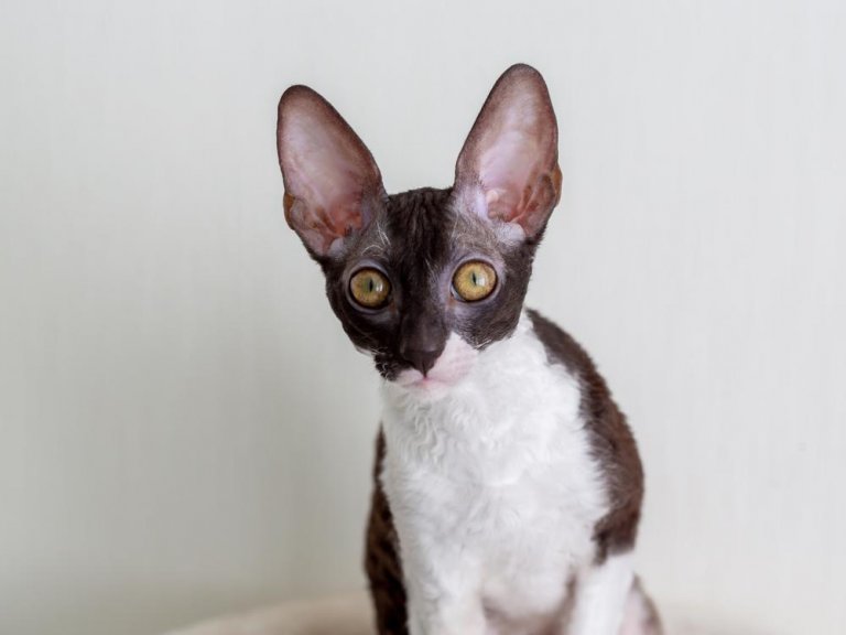 About the Cornish Rex Katze