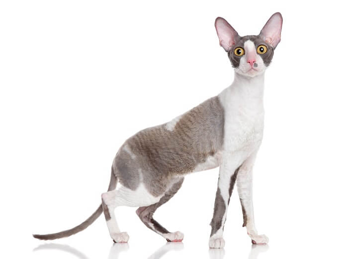 Bild einer Cornish Rex-Katze, bekannt für ihr einzigartiges lockiges Fell und ihren schlanken Körperbau, die neugierig dasitzt und ihr unverwechselbares und liebenswertes Merkmal zur Schau stellt.