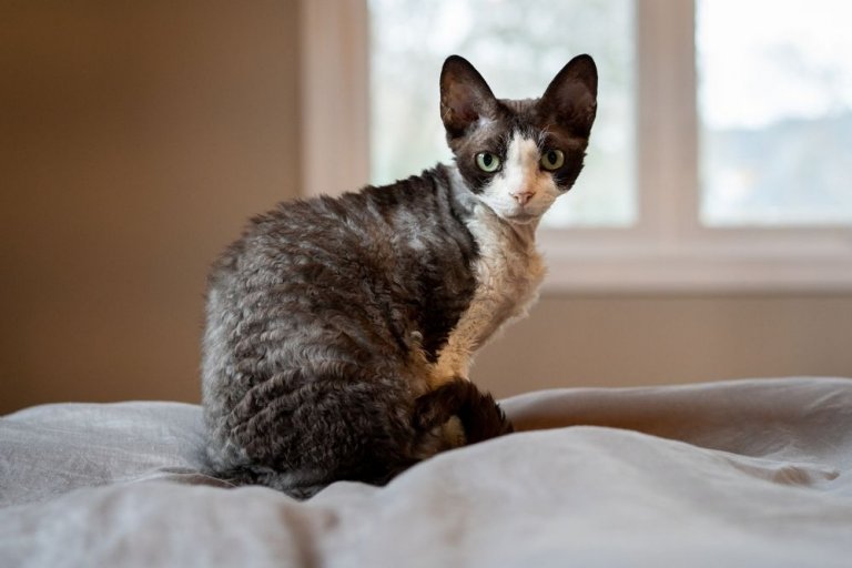 Devon Rex Katzengeschichte