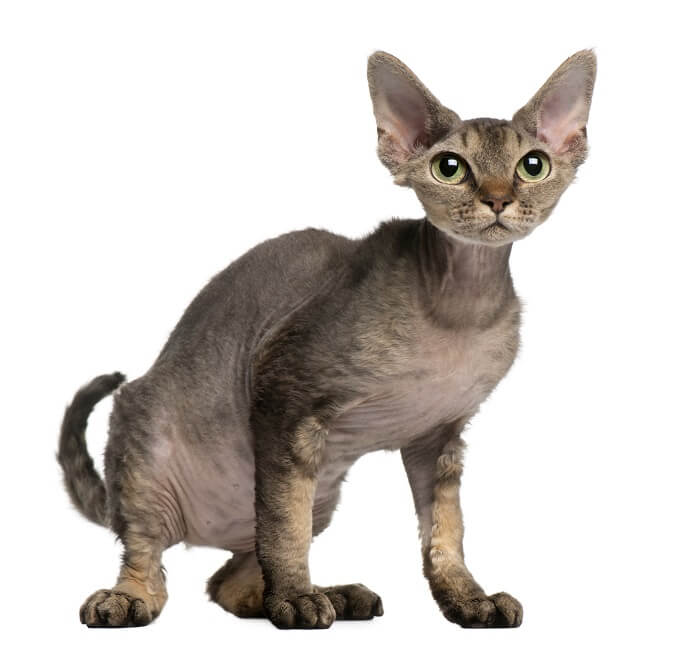 Bild einer Devon Rex-Katze, bekannt für ihr einzigartiges lockiges Fell und ihre großen Ohren, die neugierig dasitzt und ihr unverwechselbares und liebenswertes Merkmal hervorhebt.