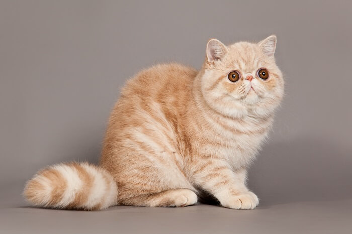 About the Exotic Shorthair Katze