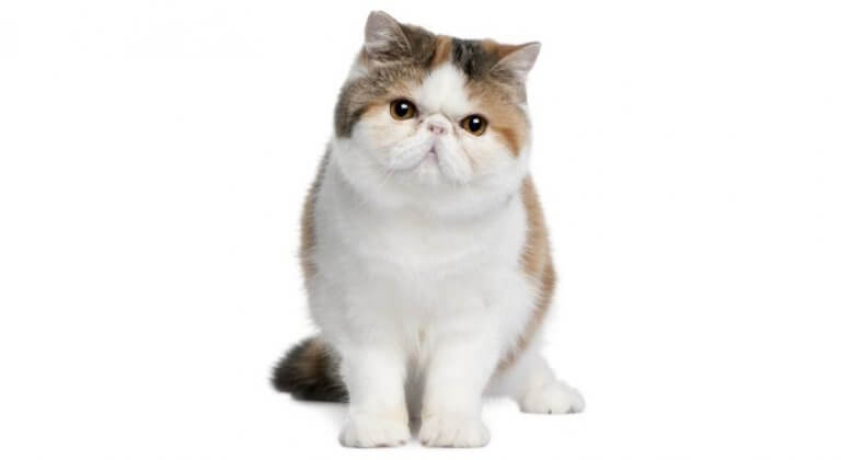 Exotic Shorthair