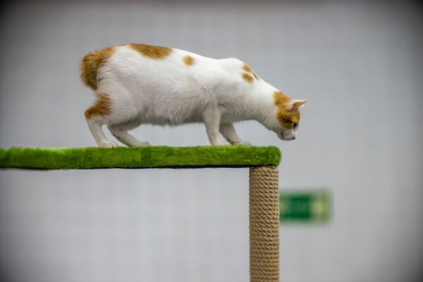 Japanische Bobtail-Katze