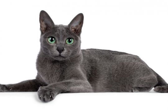 Korat Katze