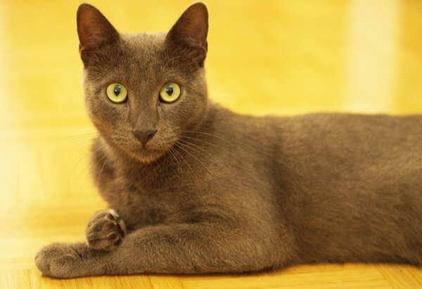 About the Korat Katze Katze