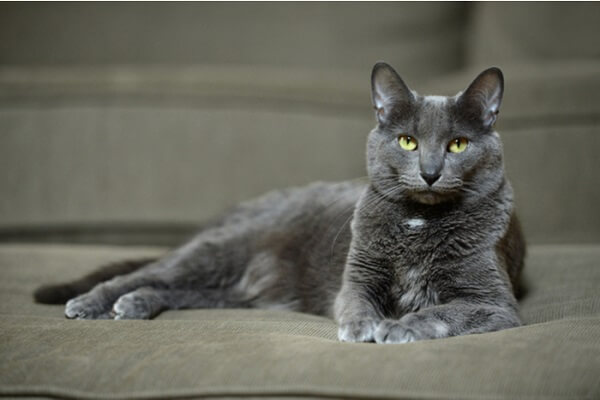 About the Korat Katze Cat