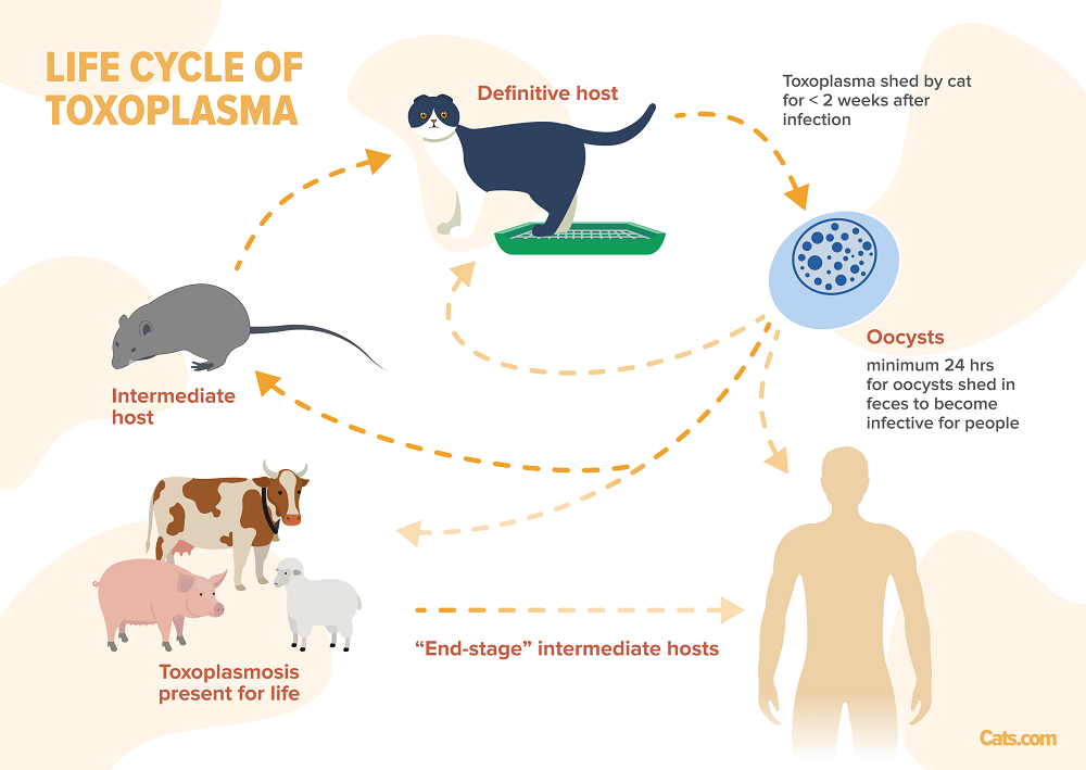 Lebenszyklus der Toxoplasmose