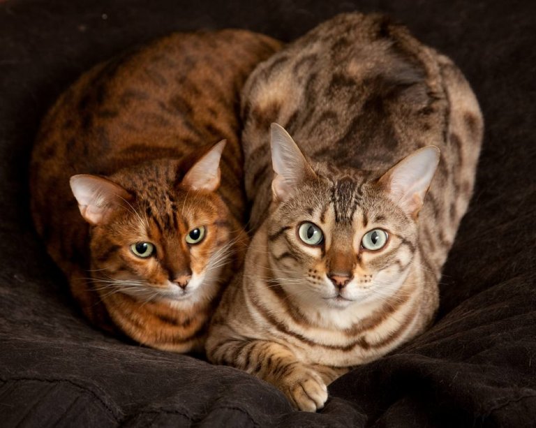 Bengalkatze Cat Care