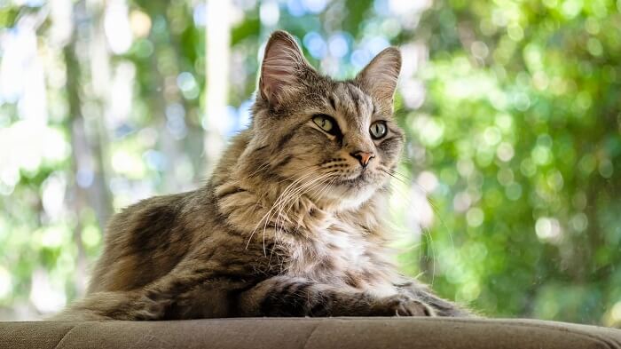 Maine Coon Katze