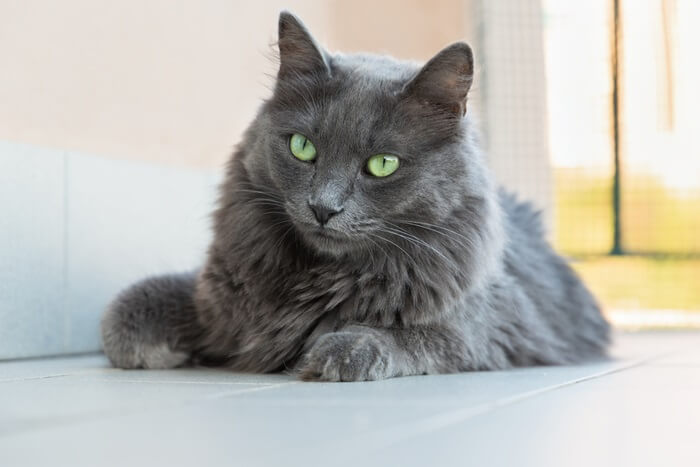 Nebelung Katzengeschichte