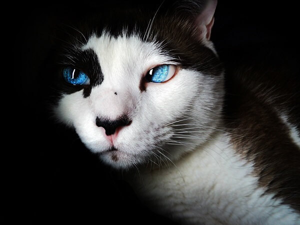 About the Blaue Augen Cat