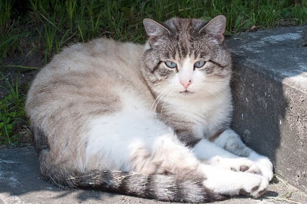 Blaue Augen Katzengeschichte