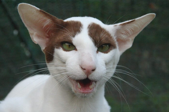 Orientalisch zweifarbig Cat Care