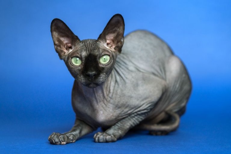 Sphynx-Katze Katzengeschichte