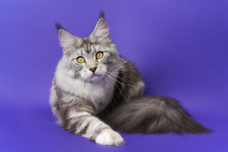 Maine Coon Katzengeschichte