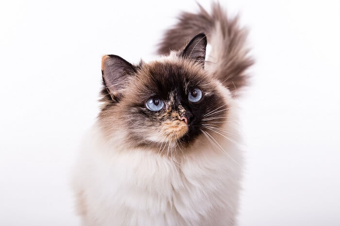 Niedliche Ragdoll