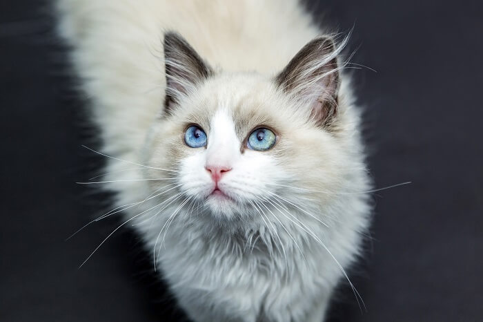 Ein Bild, das die ruhige und sanfte Natur einer Ragdoll-Katze einfängt und ihre entspannte Haltung und ihr schönes Fell zur Schau stellt