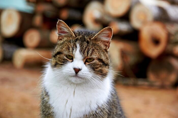 Russisch Weiß, Schwarz und Tabby Cat Care