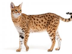 Savannah cat