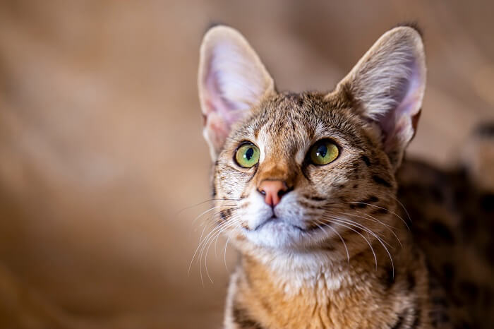 Bild einer Savannah-Katze, einer Rasse, die für ihr markantes Erscheinungsbild bekannt ist, das an einen wilden afrikanischen Serval erinnert, und ihre einzigartigen und faszinierenden Merkmale zur Schau stellt.