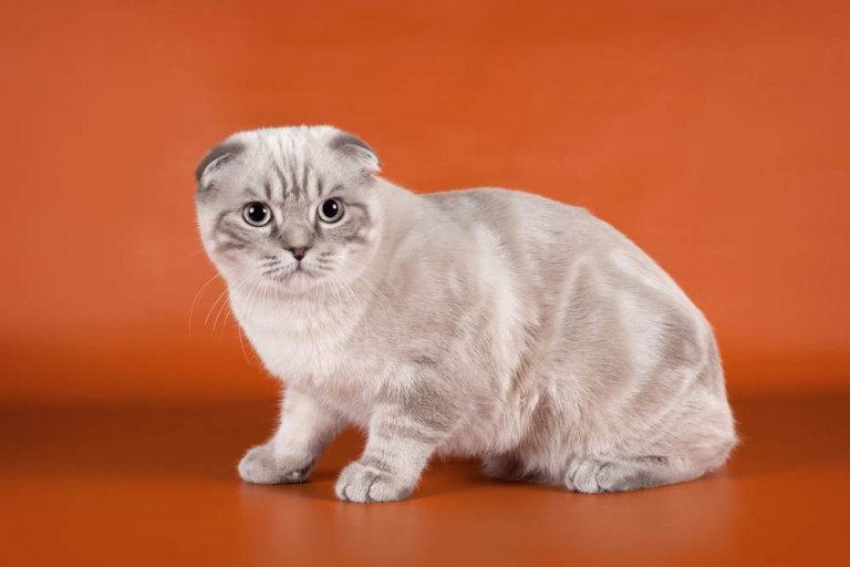 About the Scottish Fold Katze