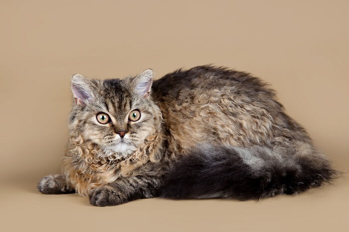 Selkirk Rex Katzengeschichte