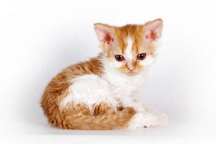 About the Selkirk Rex Katze