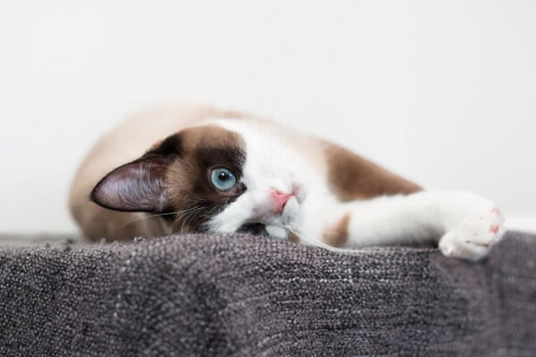 Ein Bild, das den bezaubernden Charme einer Schneeschuhkatze zeigt und ihr einzigartiges Fellmuster und ihre liebenswerte Präsenz hervorhebt.