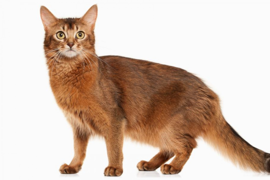 Somali-Katze