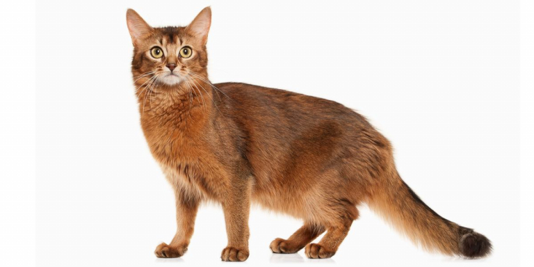 Somali-Katze